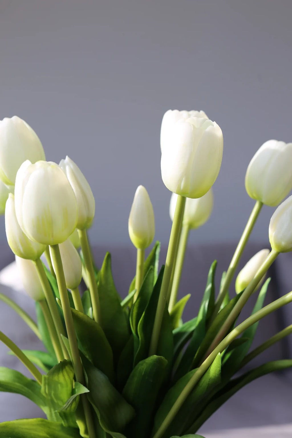 Tulipani