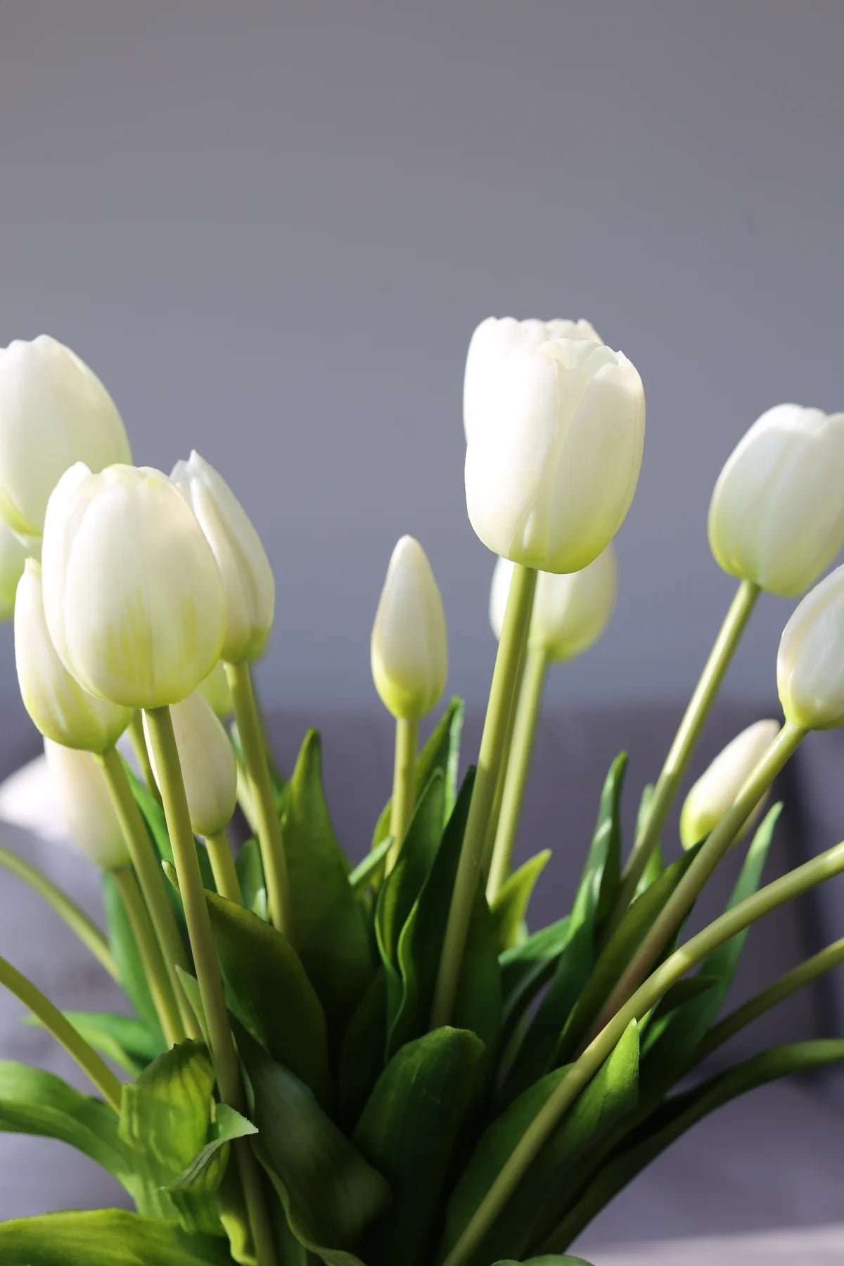 Tulipani