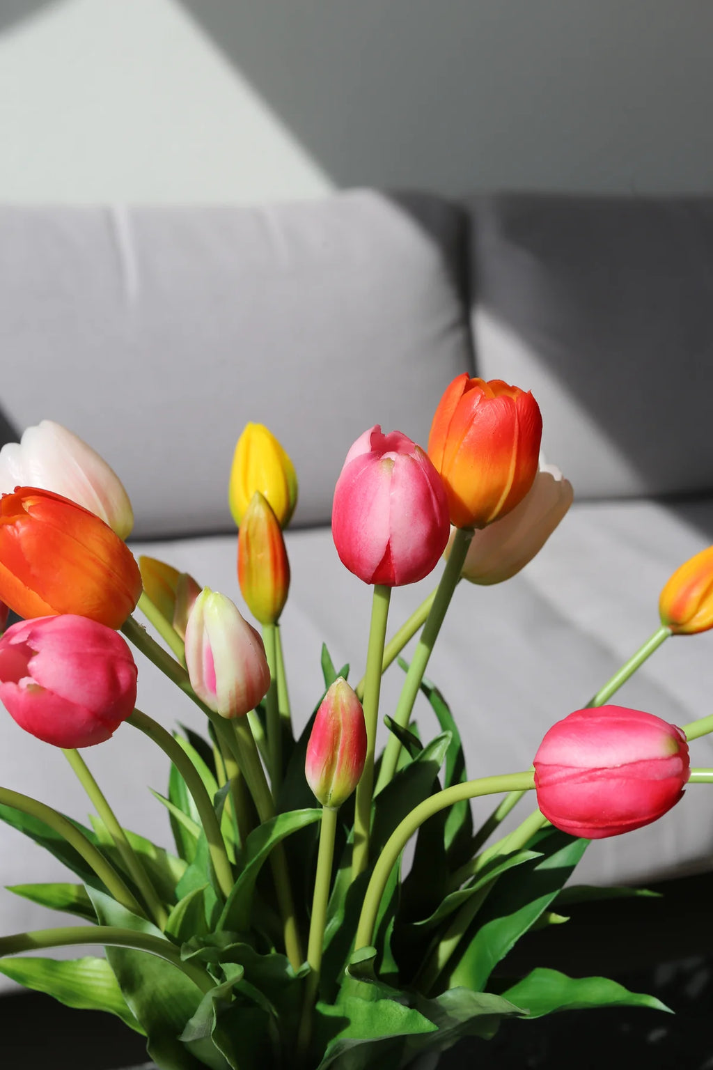 Tulipani šareni