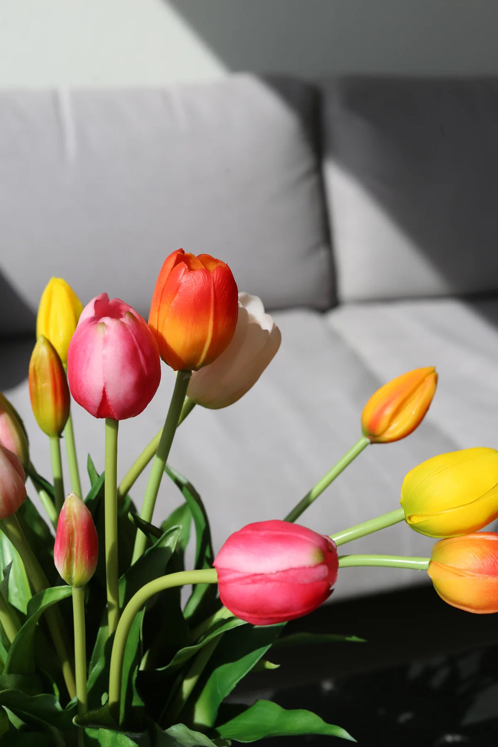 Tulipani šareni