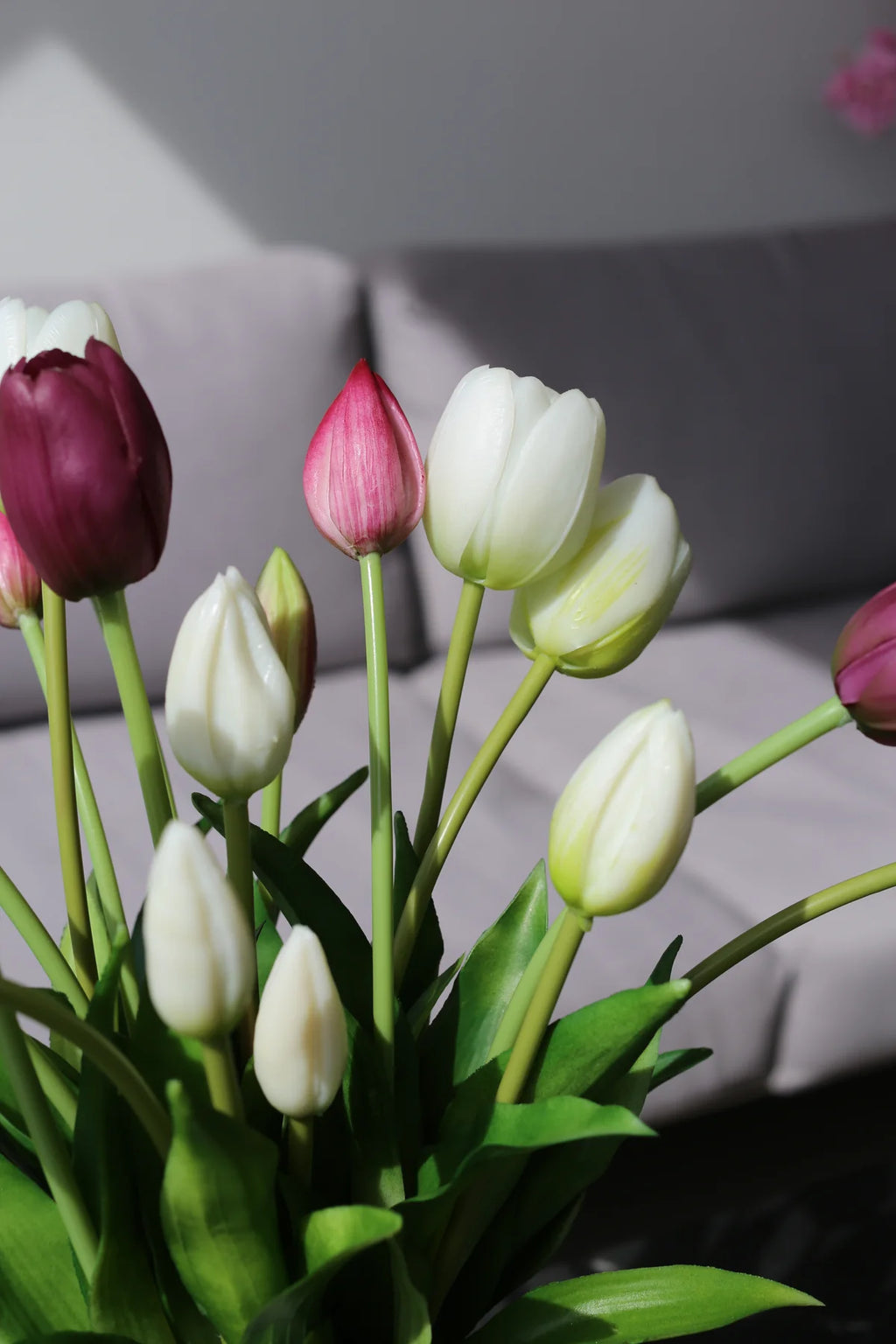 Tulipani