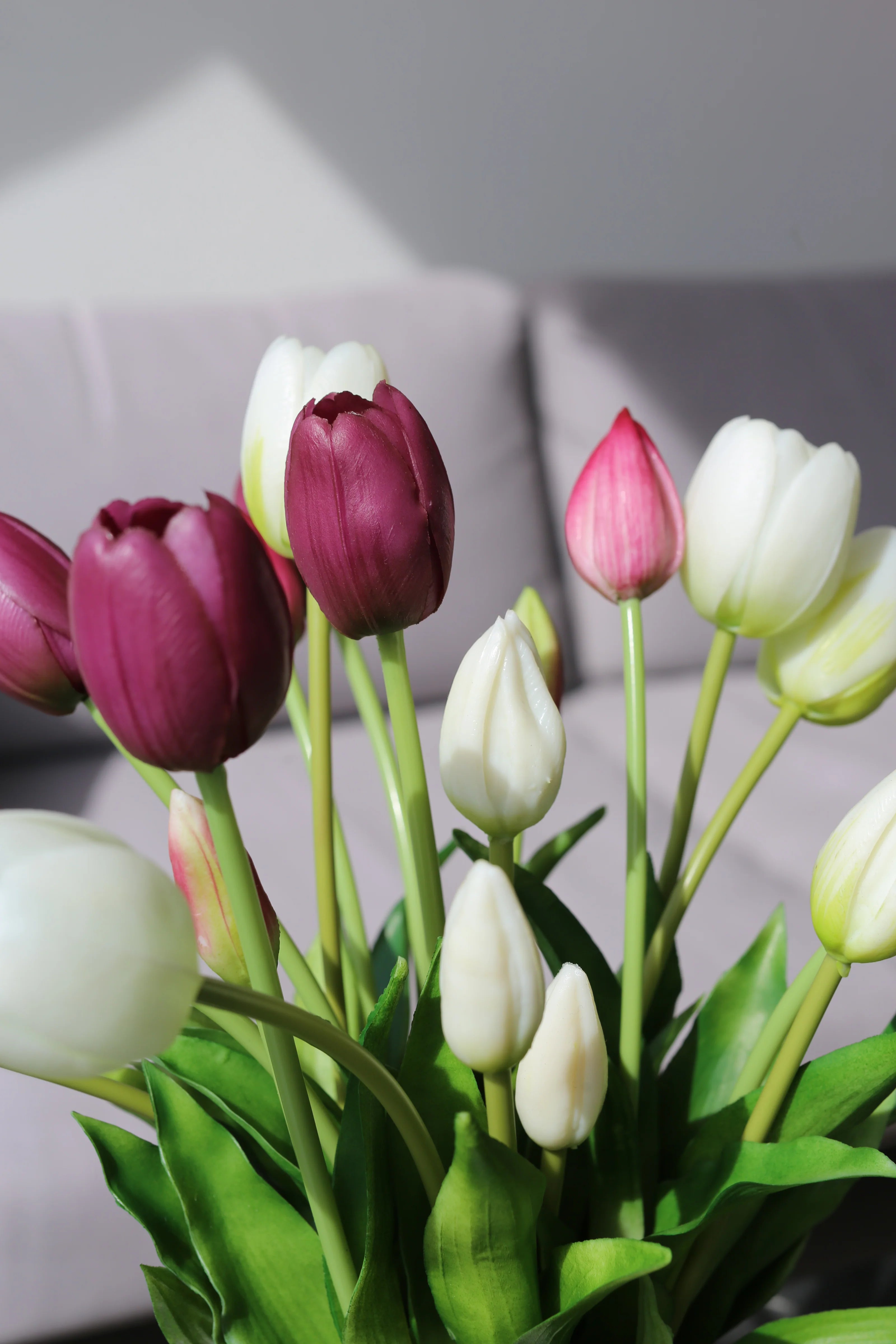 Tulipani