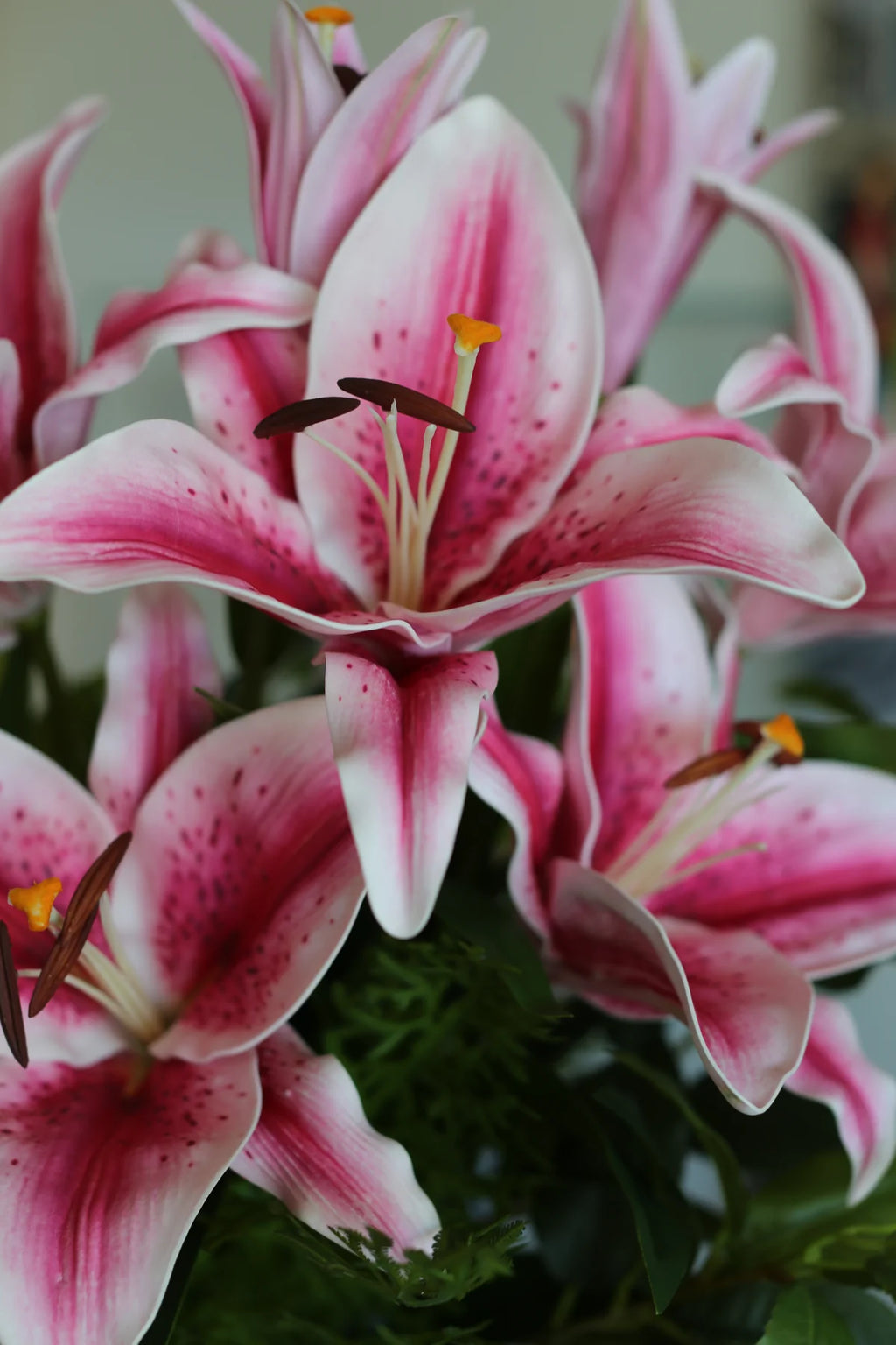 Pink Lili