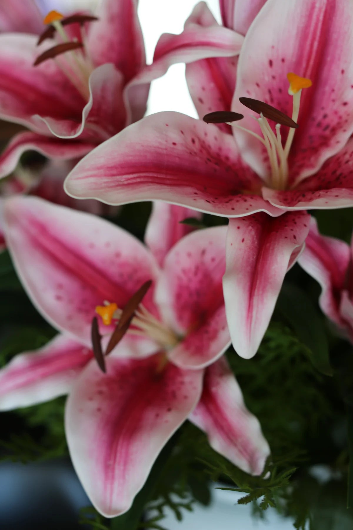 Pink Lili