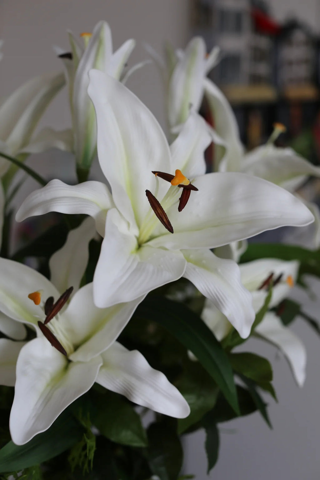 Royal White Lili
