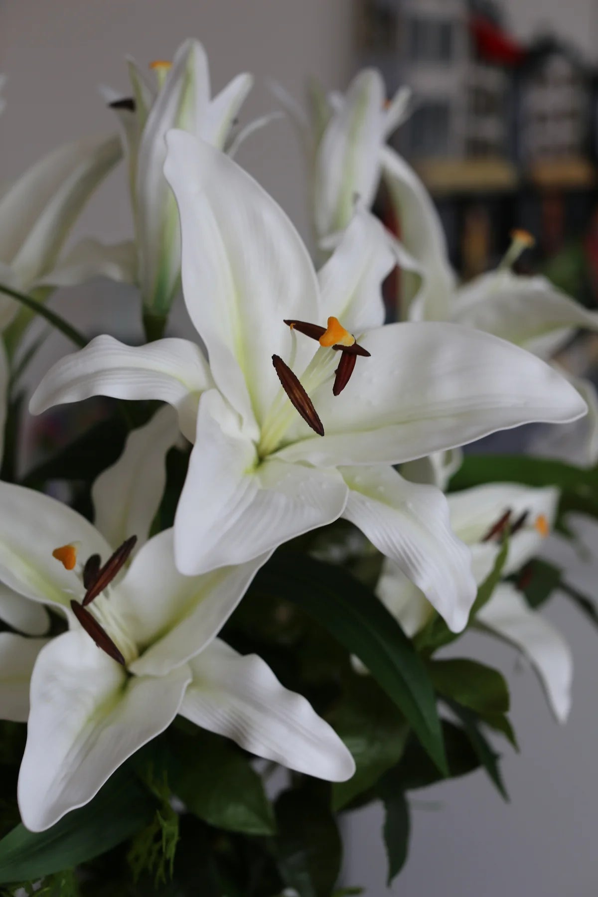Royal White Lili