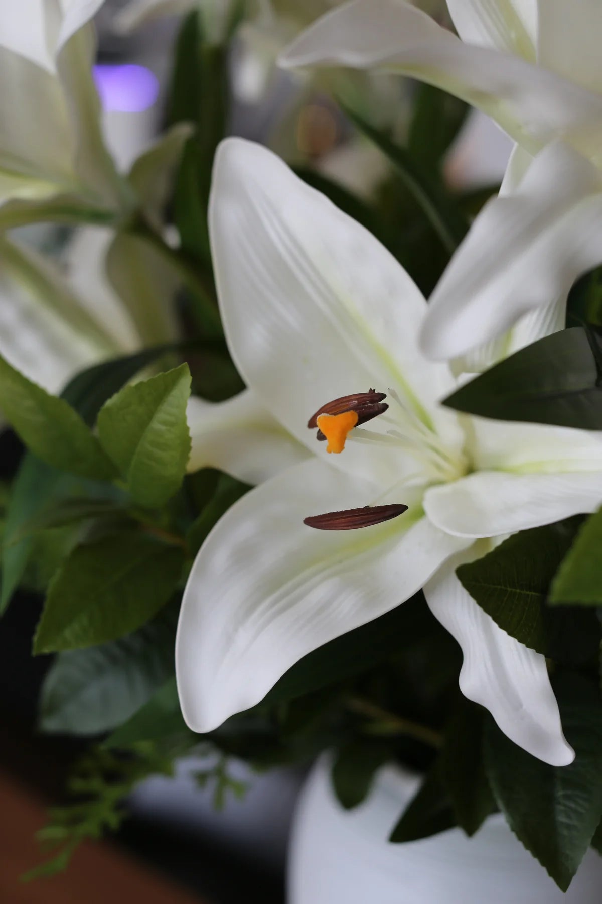 Royal White Lili