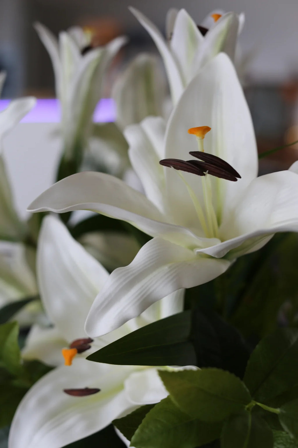 Royal White Lili