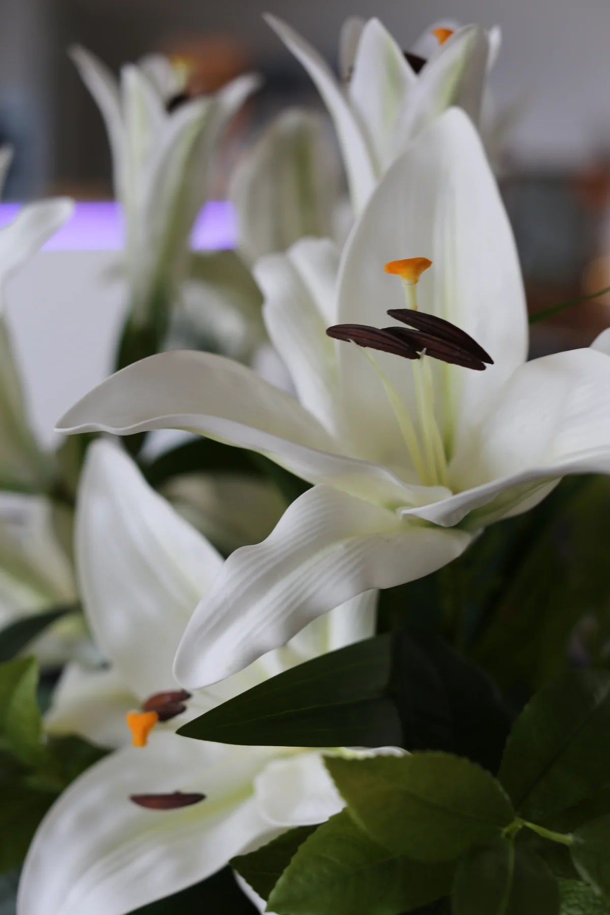 Royal White Lili