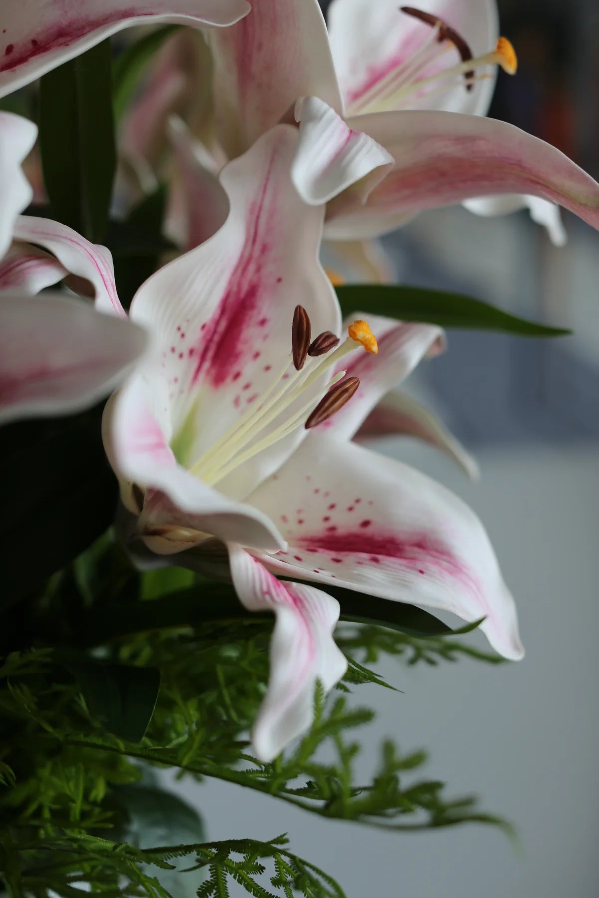 White Lili
