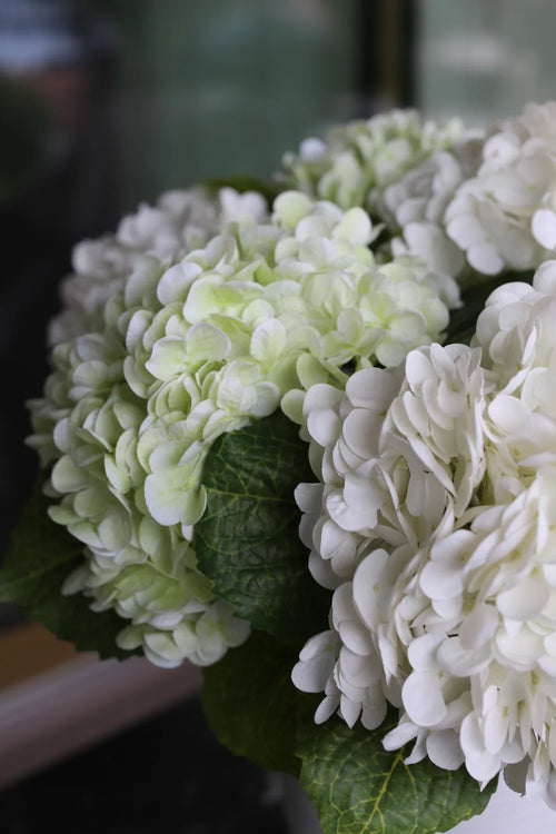 Hortenzije white